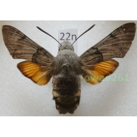 Macroglossum stellatarum (Linnaeus, 1758) Czech22n
